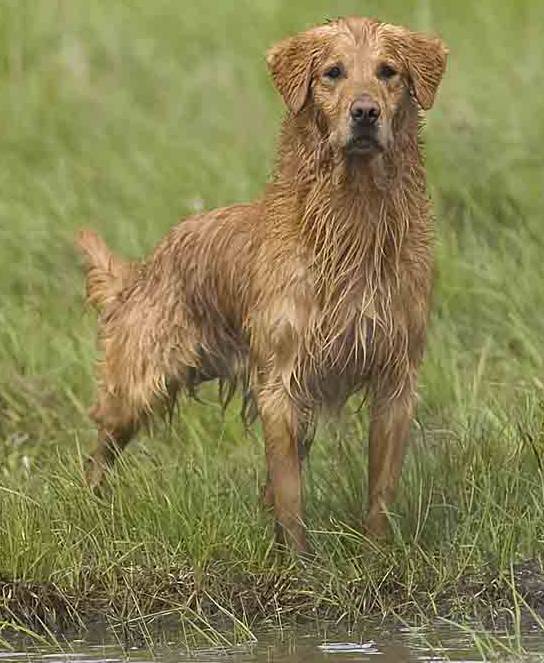 Ambertrail store golden retrievers